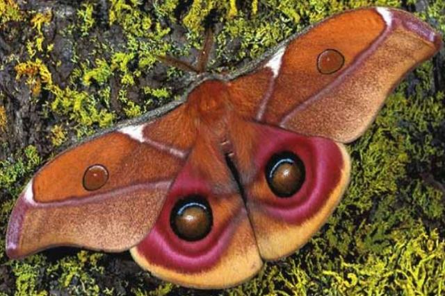 Imperador borboleta de Madagascar