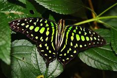 Jaytail Butterfly
