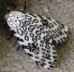 Leopard Moth