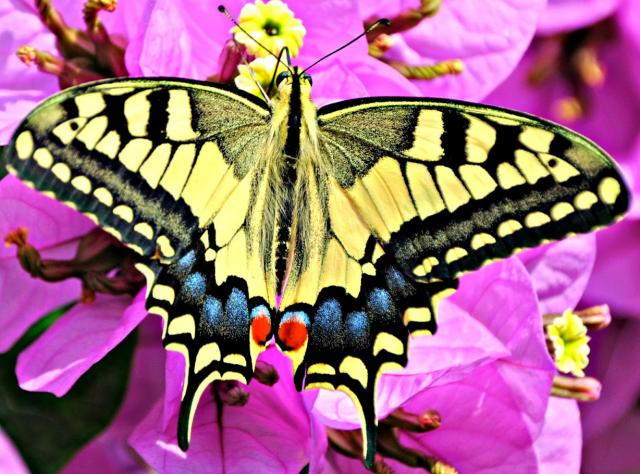 Machaon Butterfly