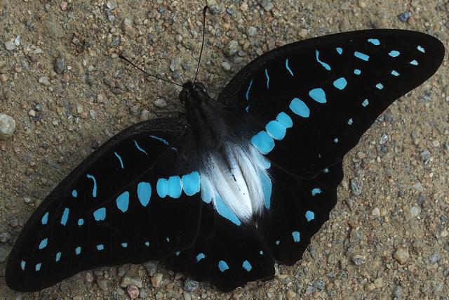 Papilio Milon