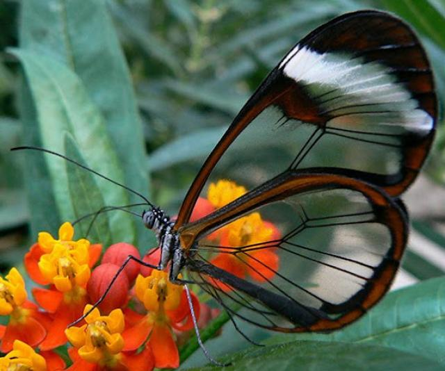 Papillon ailes de cristal