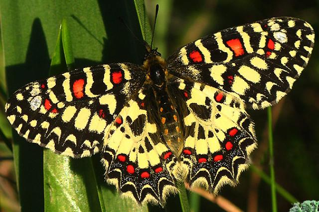 Papillon arlequin