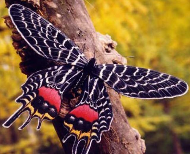 Papillon armandia