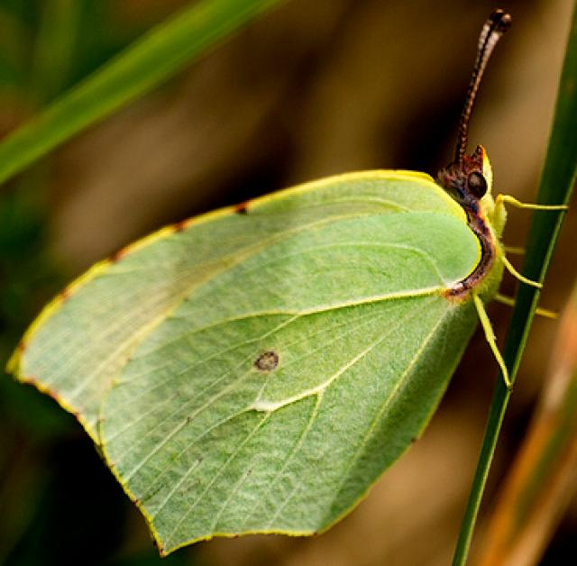 Papillon feuille verte