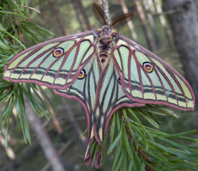 Papillon Isabelina