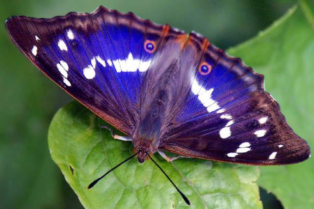 Papillon Tornasolada