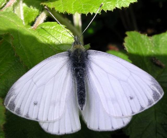Pieridae butterfly