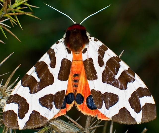 Quelonia Schmetterling
