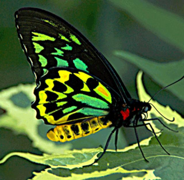 Schmetterlings-Vogelflügel der Königin Alexandra