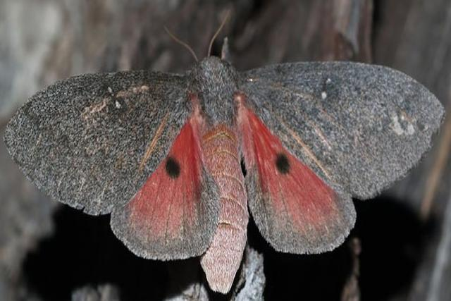 Silk Moth Hubbard