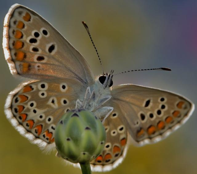 Spanischer Brunette-Schmetterling