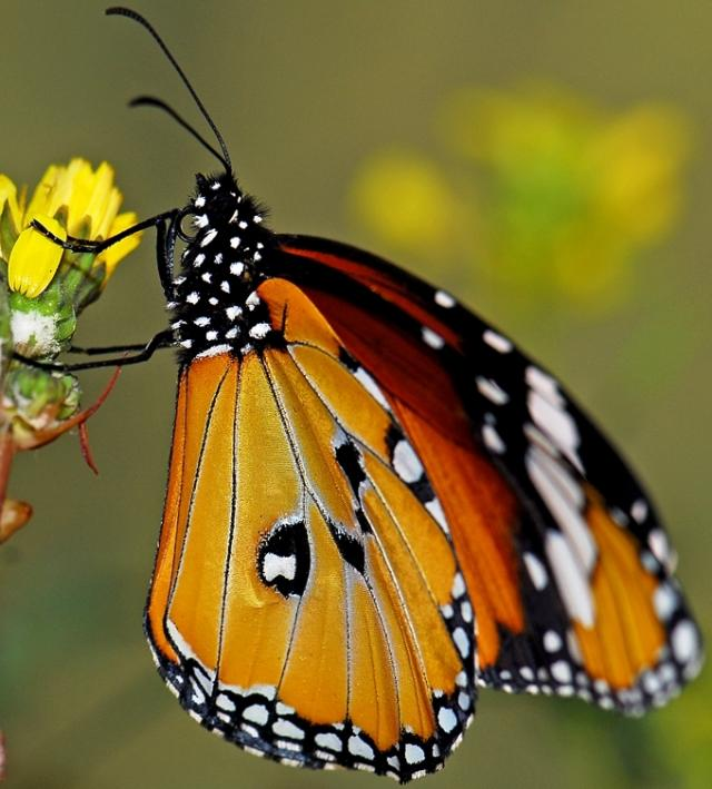 Tiger Schmetterling