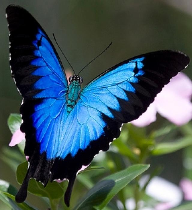 Ulysses Schmetterling