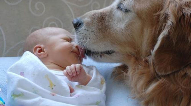 動物と赤ちゃんの最高の写真