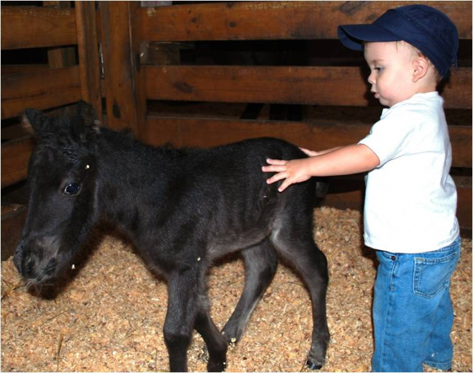 Child and foal