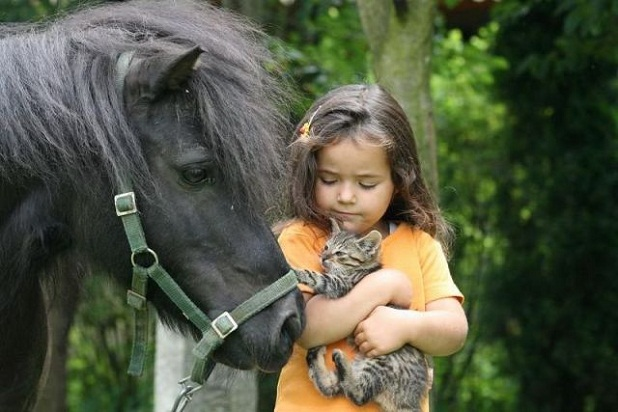 Girl, horse and cat