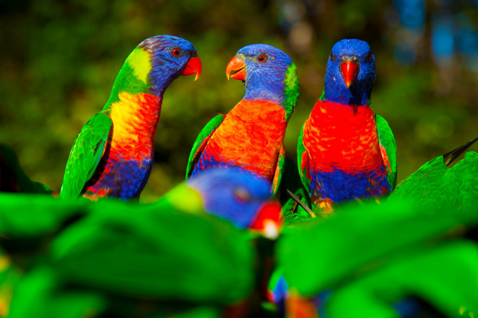 Papagaio de arco-íris