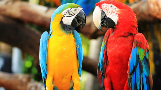 The most exotic birds in the world