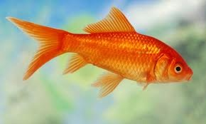 Goldfisch Fisch