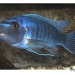 Ikan malawi siklis