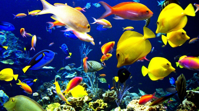 Os melhores peixes para um aquário de água doce
