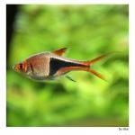 Rasbora fish