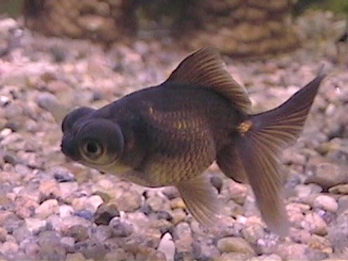 Telescope fish