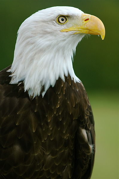 Águila de cabeza blanca.