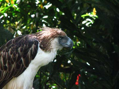 Àguila monera filipina.