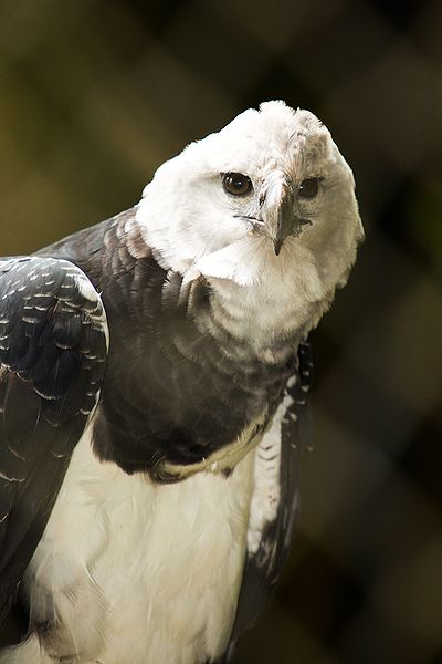 Harpy Eagle.