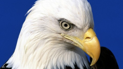 Las más famosas especies de águilas del mundo.