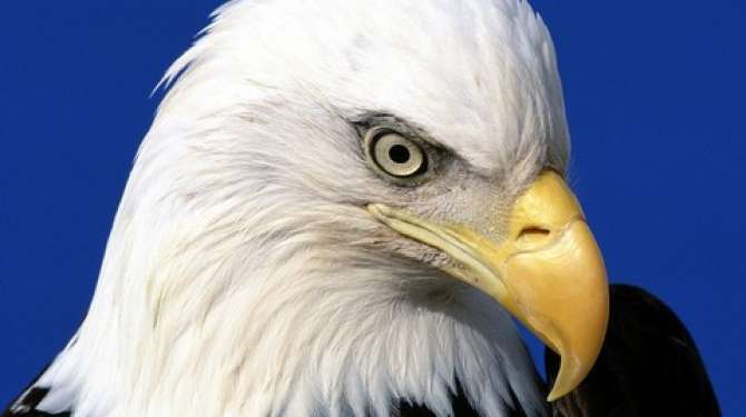 The most famous species of eagles in the world.