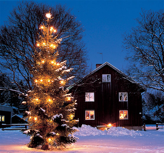 Pohon Natal Alami