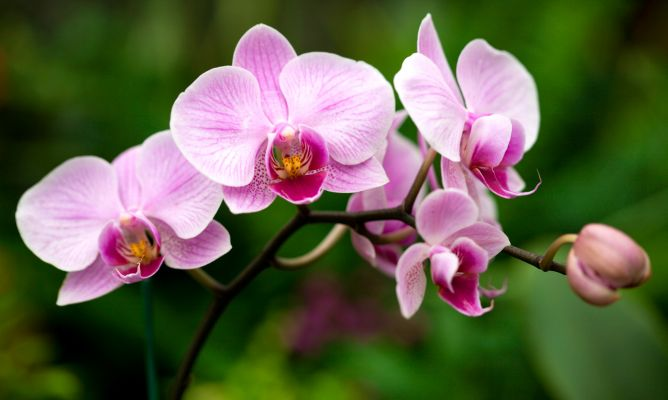 Бабочки орхидеи