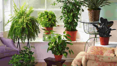 Air purifying plants for homes and offices