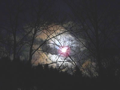 Nacht im Wald