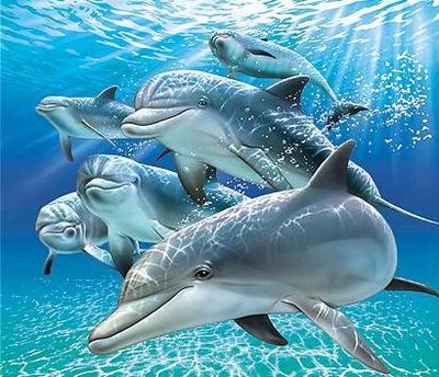 Rilassamento con i delfini e le balene