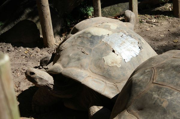 Reparar el caparazón de una tortuga
