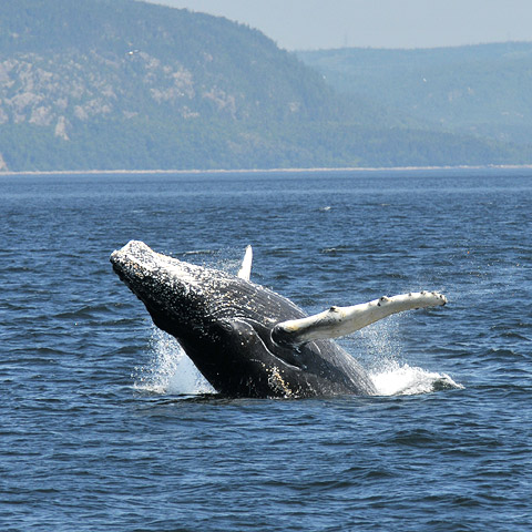 Parco nazionale marino di Saguenay-Saint-Laurent
