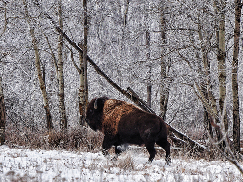 Parque Nacional da Floresta Buffalo