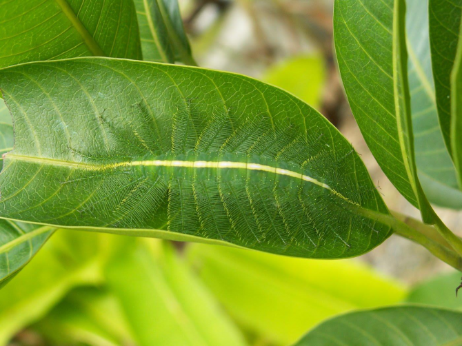 Euthalia monina caterpillar - มาเลเซีย