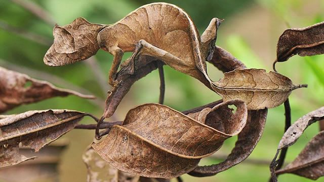 Gecko à grandes feuilles du Nord - Australie