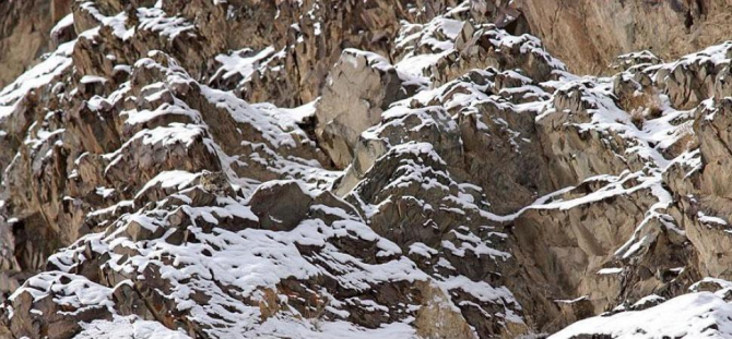 Léopard des neiges ou irbis - Asie centrale