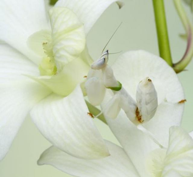 Mante orchidée