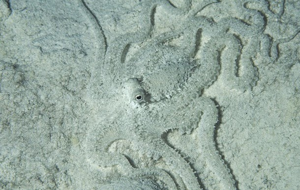 Mimic chobotnice - Indonésie