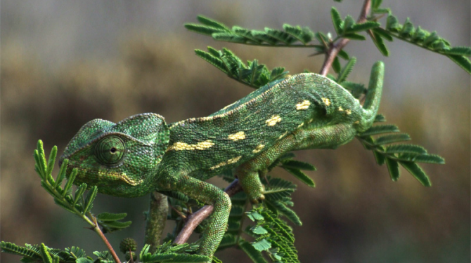 The most expert animals in camouflage techniques (Cripsis)