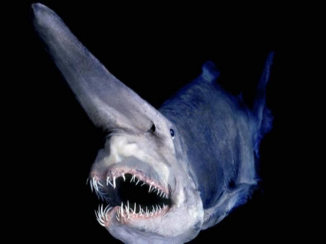 Гоблинская акула.