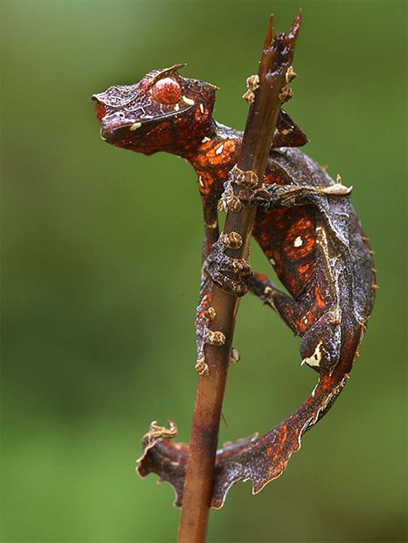 Сатанинский листохвостый геккон.