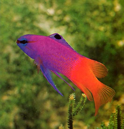 Карибская бабушка рыба.